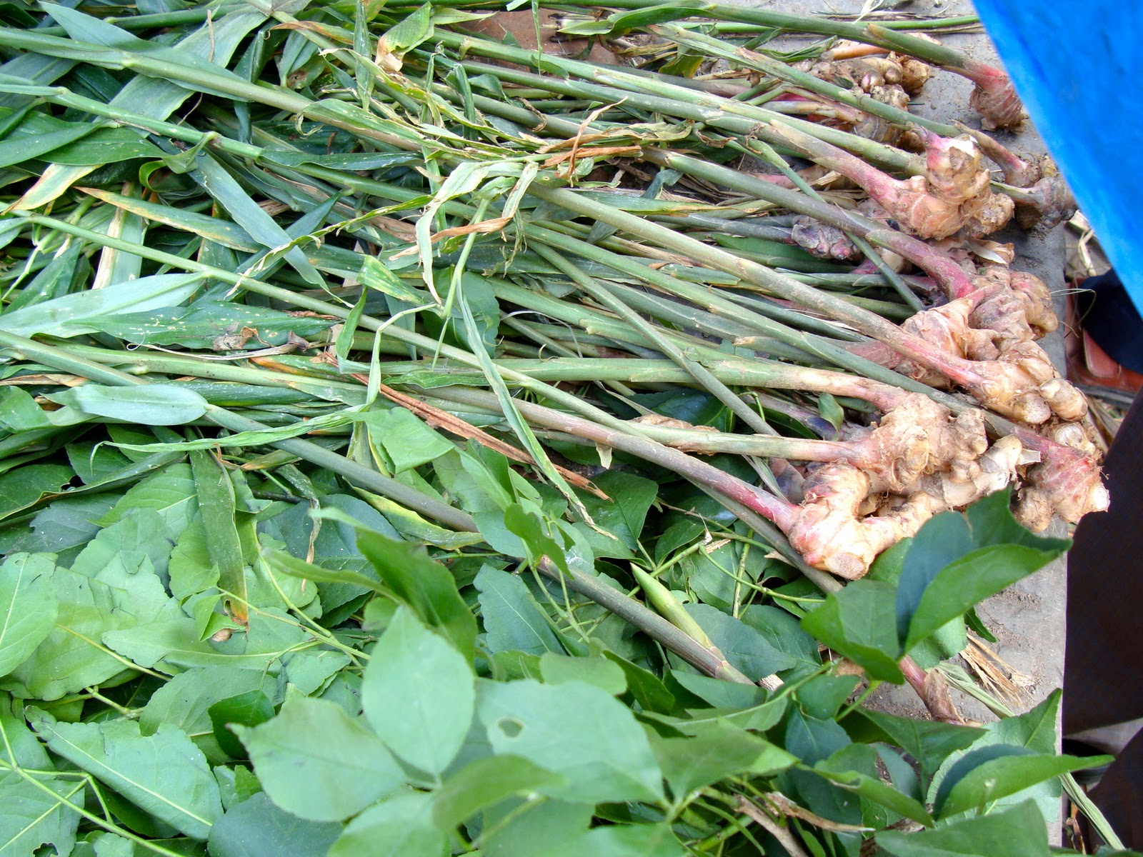Taste of Nepal Ginger Aduwa or Adua (अदुवा)