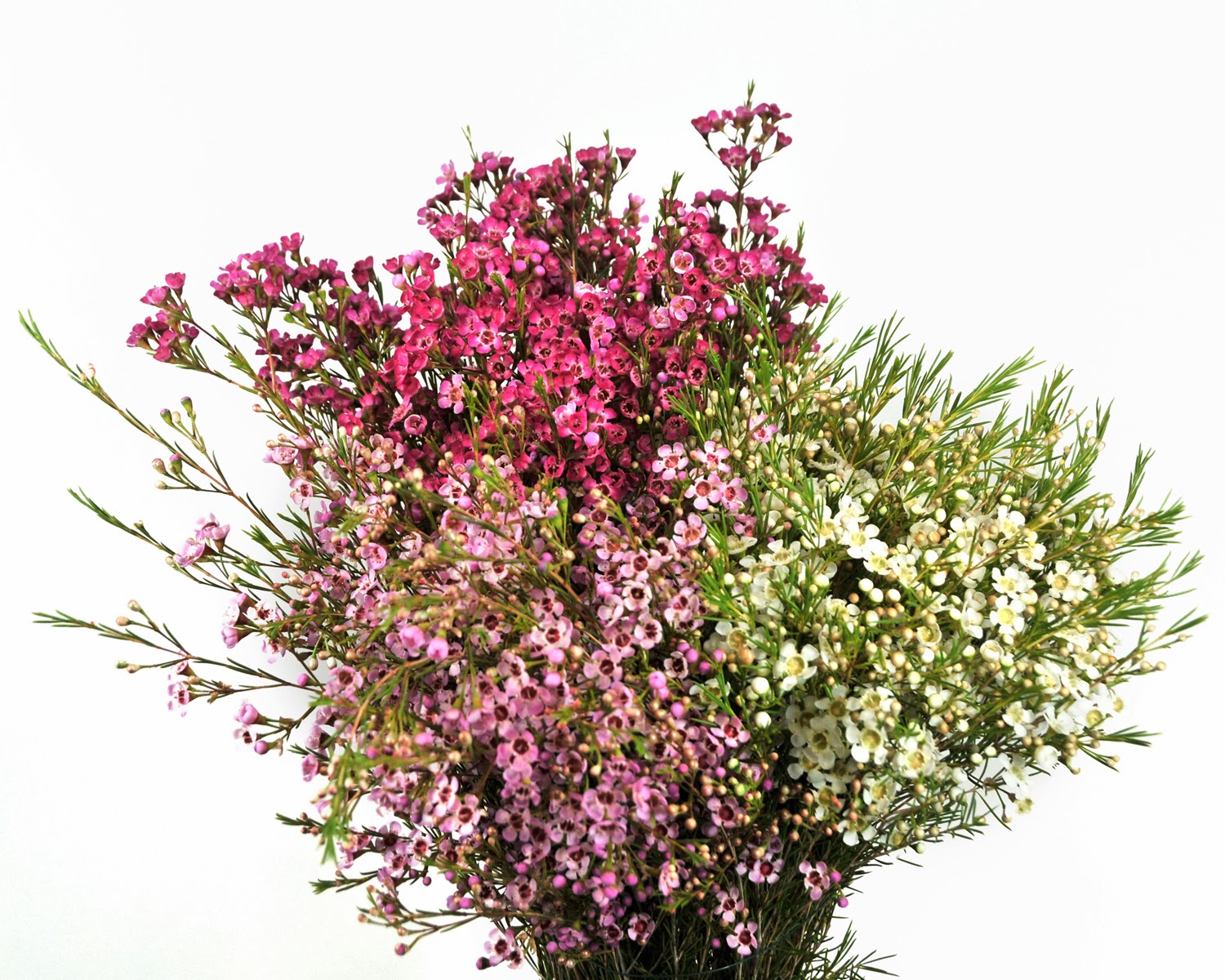 Wax On! Now Harvesting Waxflower Cultivation Of Crops