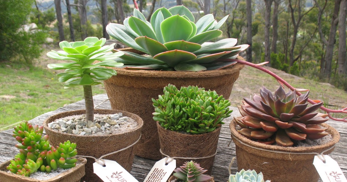 UBeauty Pots and Plants Coconut fibre Pots