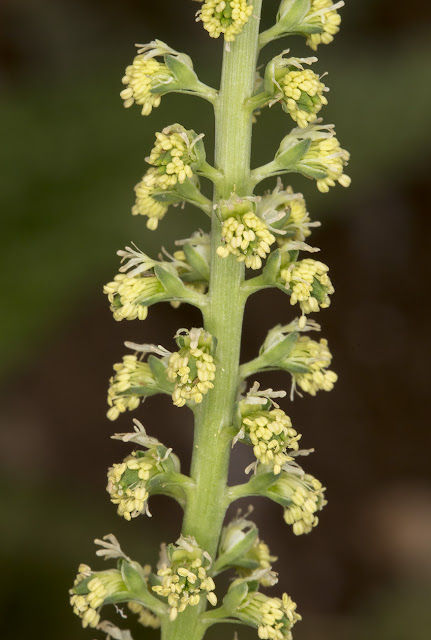 Weld, Reseda luteola. Leybourne Lakes, 12 July 2015 Weld, Reseda luteola. Leybourne Lakes, 12 July 2015