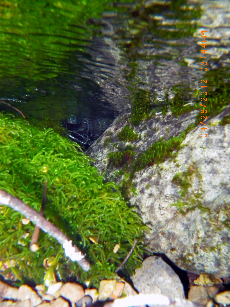 Walks with Moss Road 2353