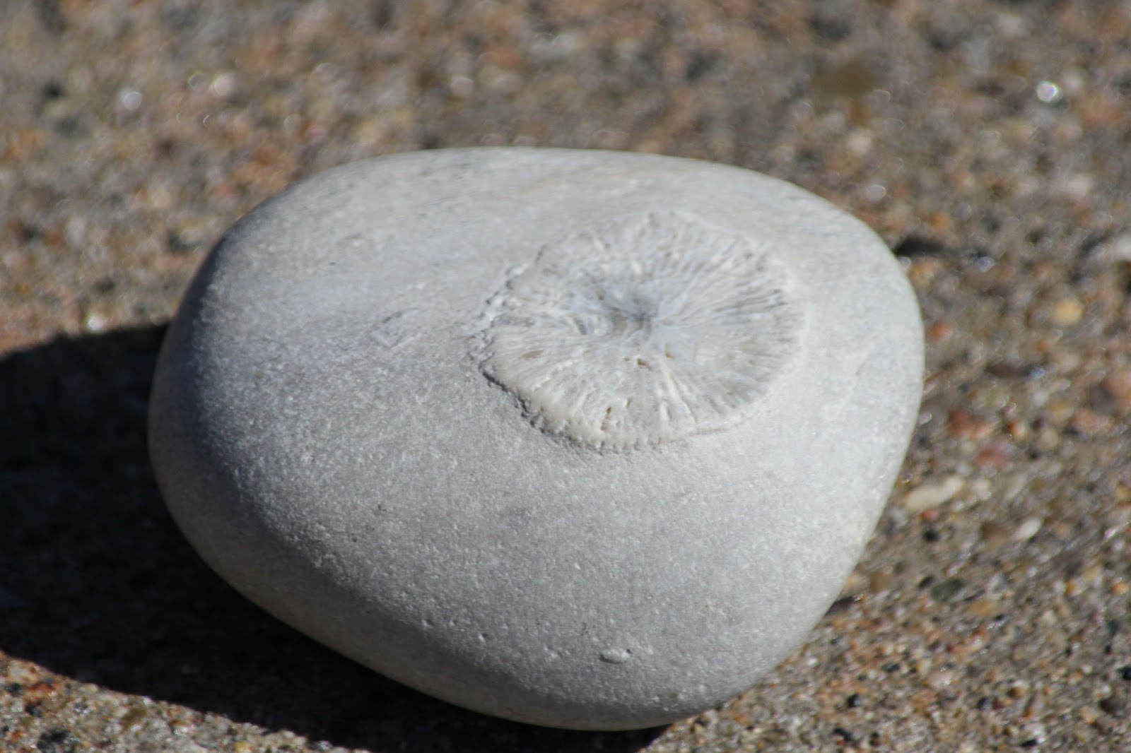 Isabella Conservation District Environmental Education Program Four