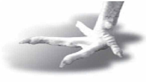 Talk Less Do More Adaptasi Morvologi Pada Bentuk Kaki Burung