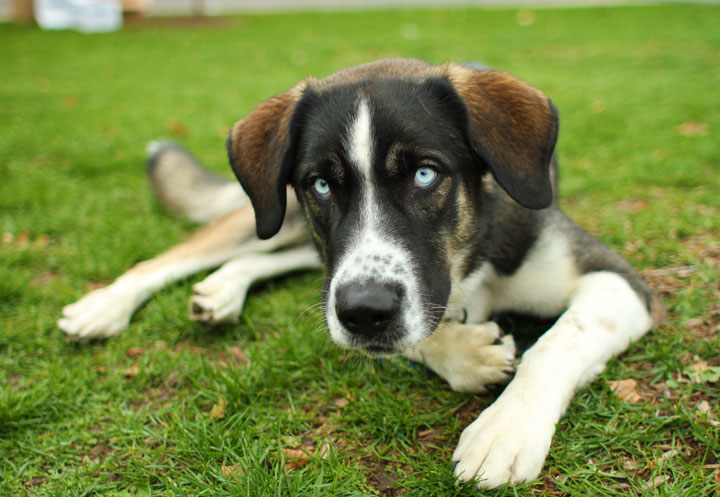 major husky bernese mix