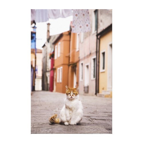 Cat on the Street in Burano, Italy | Feline Portrait Canvas