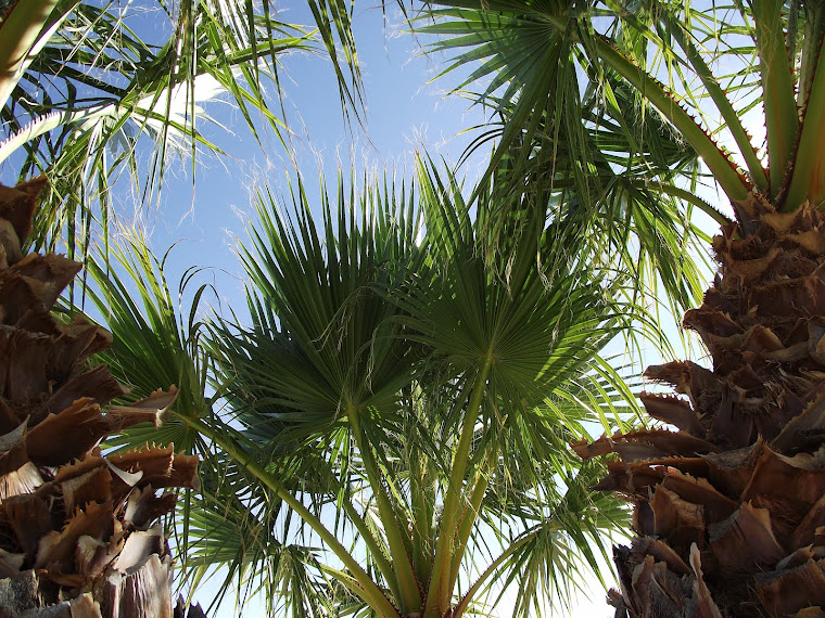 Palm Leaves in Sun