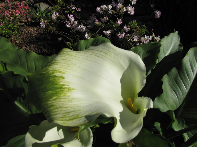 calla-lilies