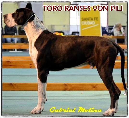 TORO CON 8 MESES