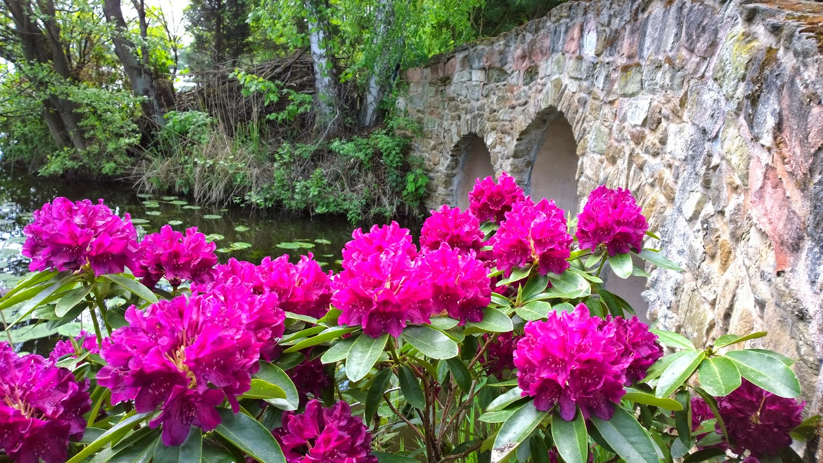 Landschaftspark Und Rhododendren Im Schlosspark Dennenlohe Achims