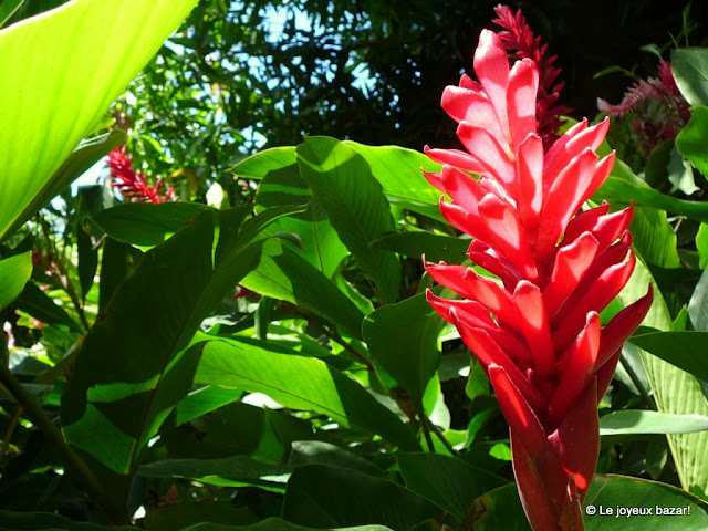 Guadeloupe  - jardin botanique des Deshaies