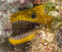 Yellow  moray eel in cyprus