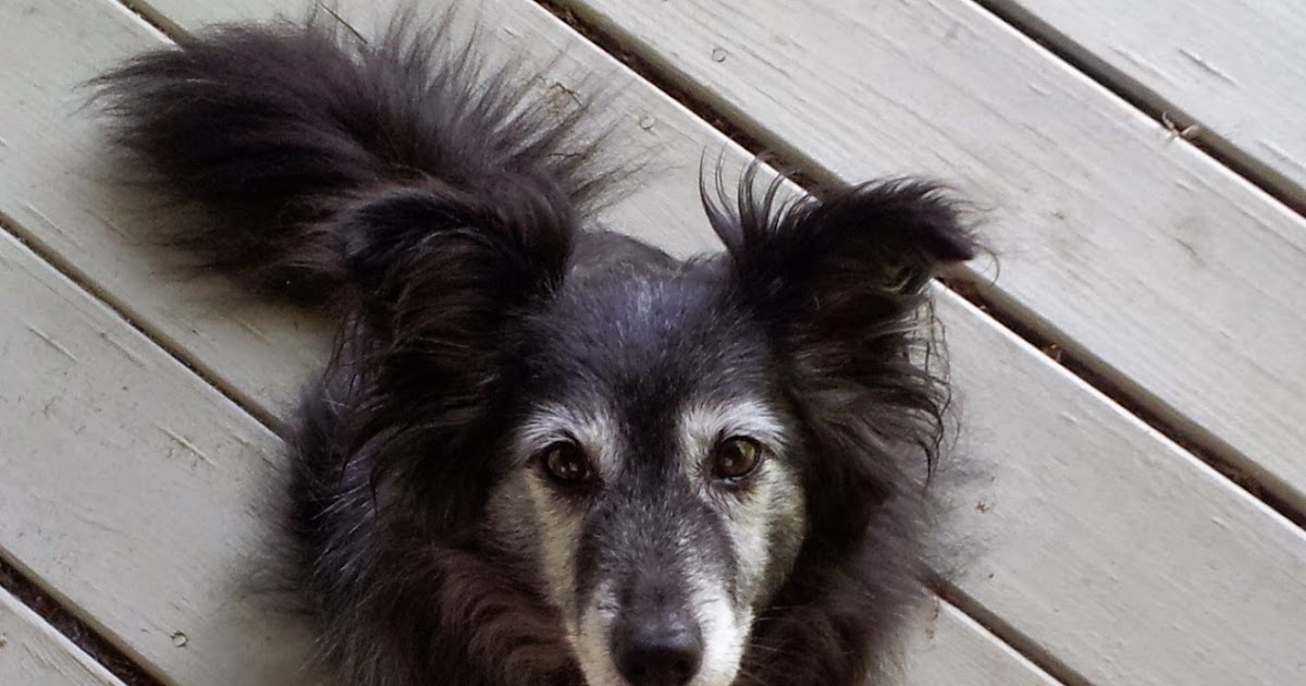 The Days of Johann, an agility dog! Best Bully Sticks' Moose Antlers Rock!