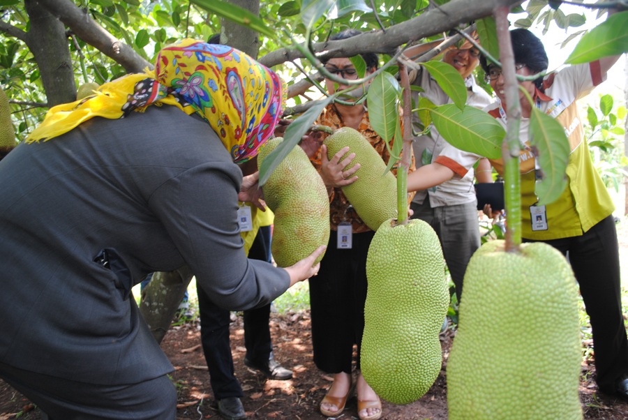 wartanusantara nangkadak o varietas unggul buah wartanusantara nangkadak o varietas unggul buah