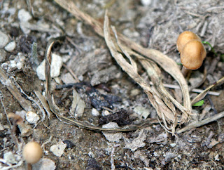 Wild mushrooms Wild mushrooms