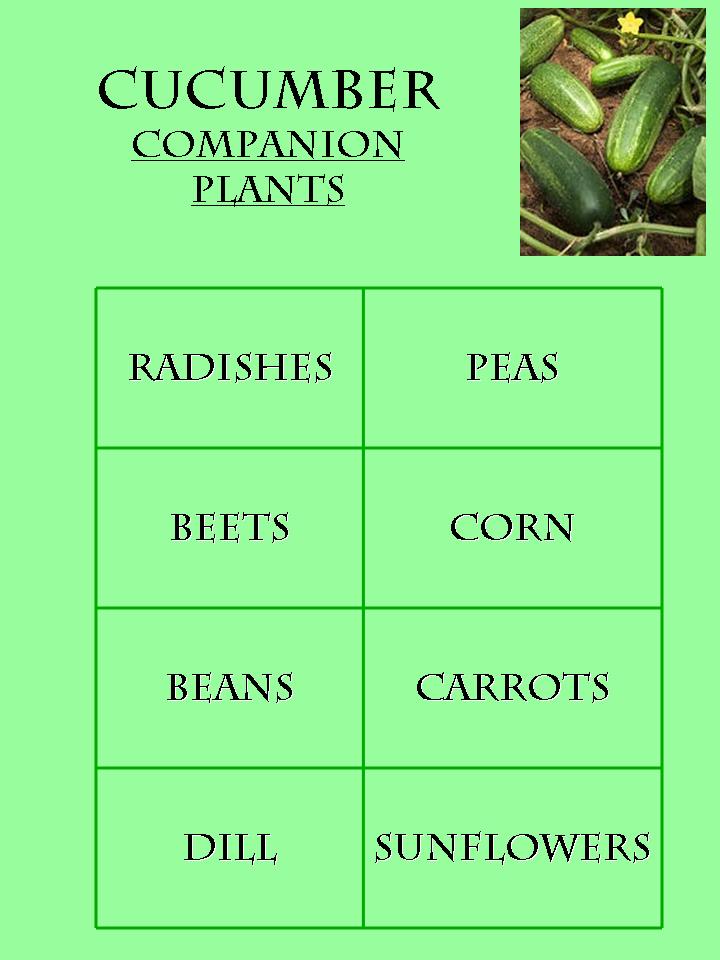 Gardening with Red Hill Cucumber Companion Planting