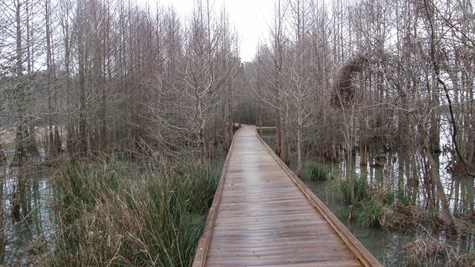 Kints Excursion Bogue Chitto National Wildlife Refuge, 24 January 2015