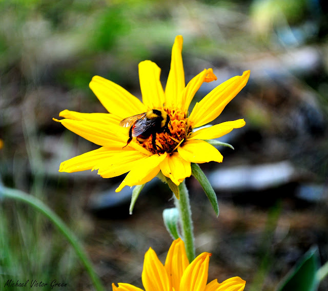 Bumble Bee Bumble Bee