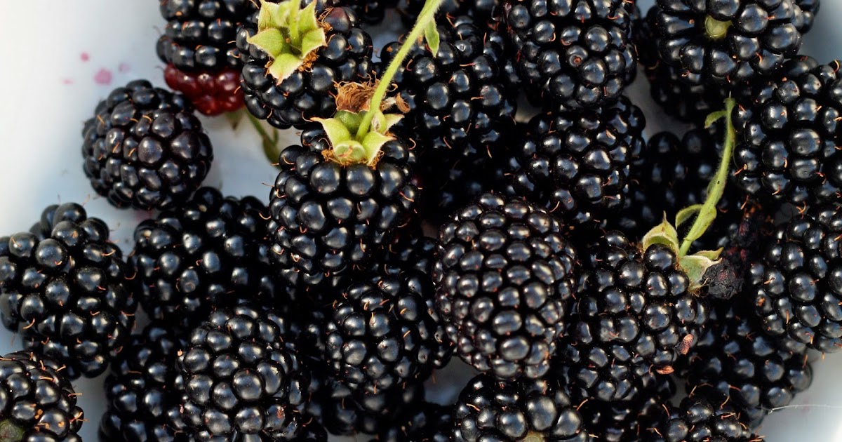 In the Fields Morning Blackberries