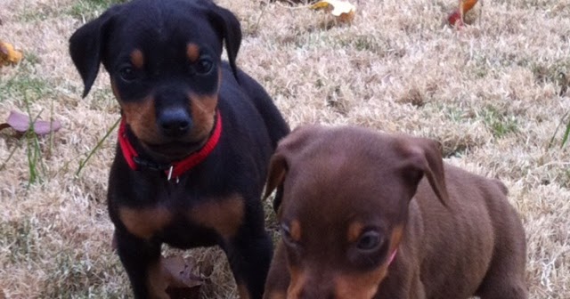 average rottweiler litter size average size of dachshund litter dogs in our photo average rottweiler litter size average size of dachshund litter dogs in our photo
