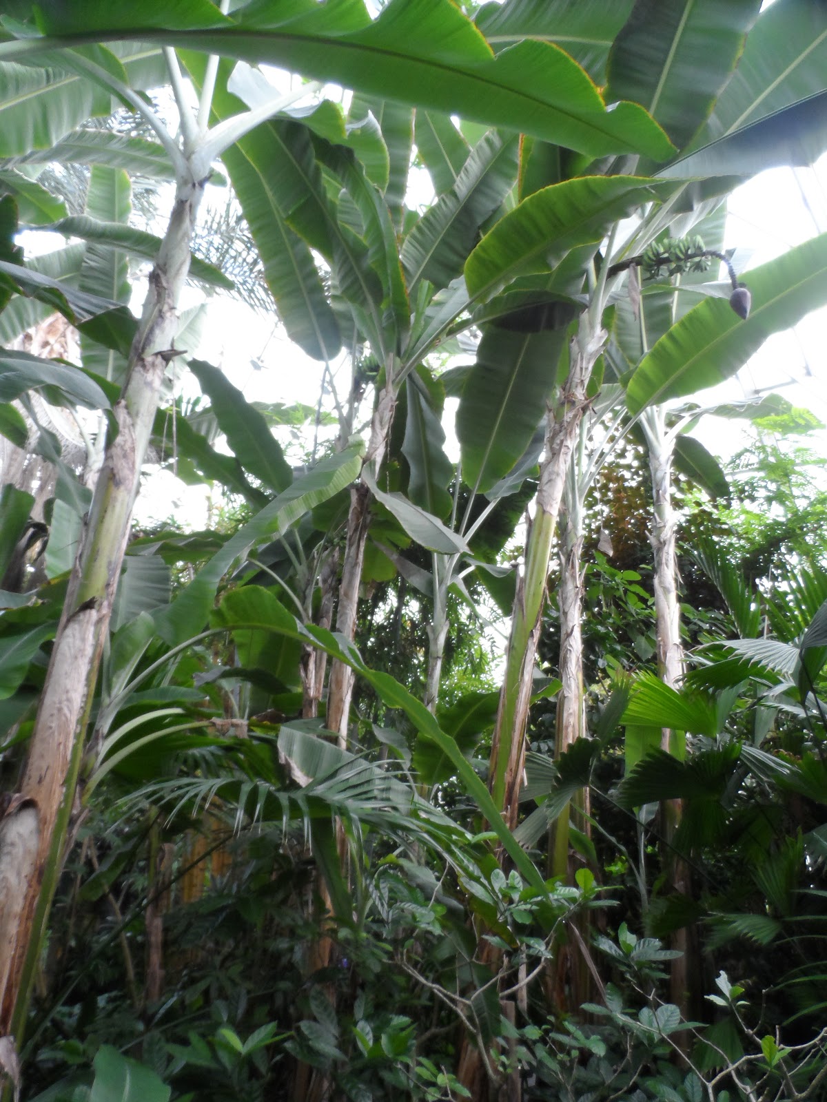 Edible Tropicals Missouri Botanical Gardens