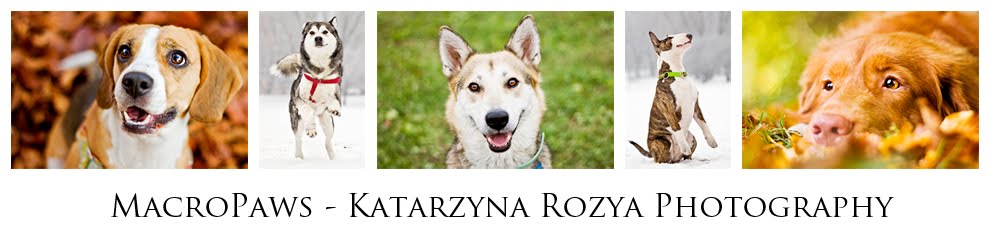 MacroPaws - Katarzyna Rozya Fotografia