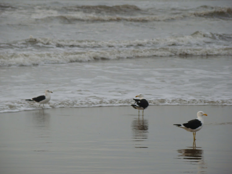 Gaivotas do Campo Bom