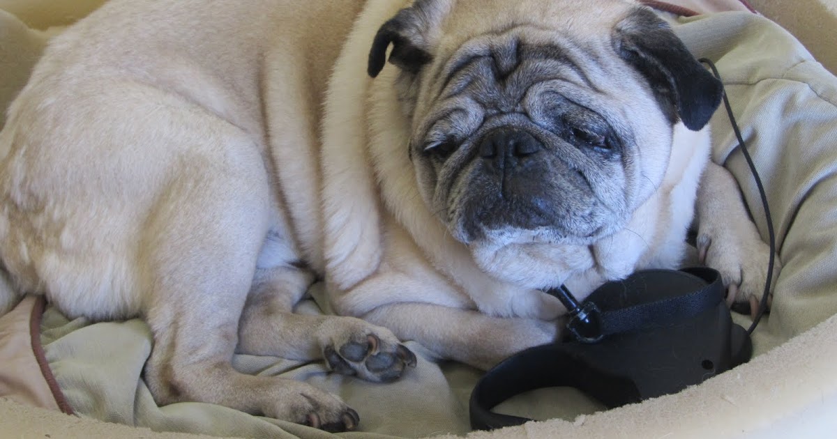 My Next 20 Years of Living One old Pug