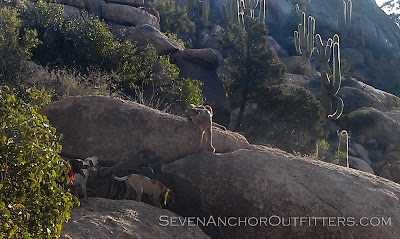 Seven-Anchor-Outfitters-Arizona-Lion-Hunts.jpg
