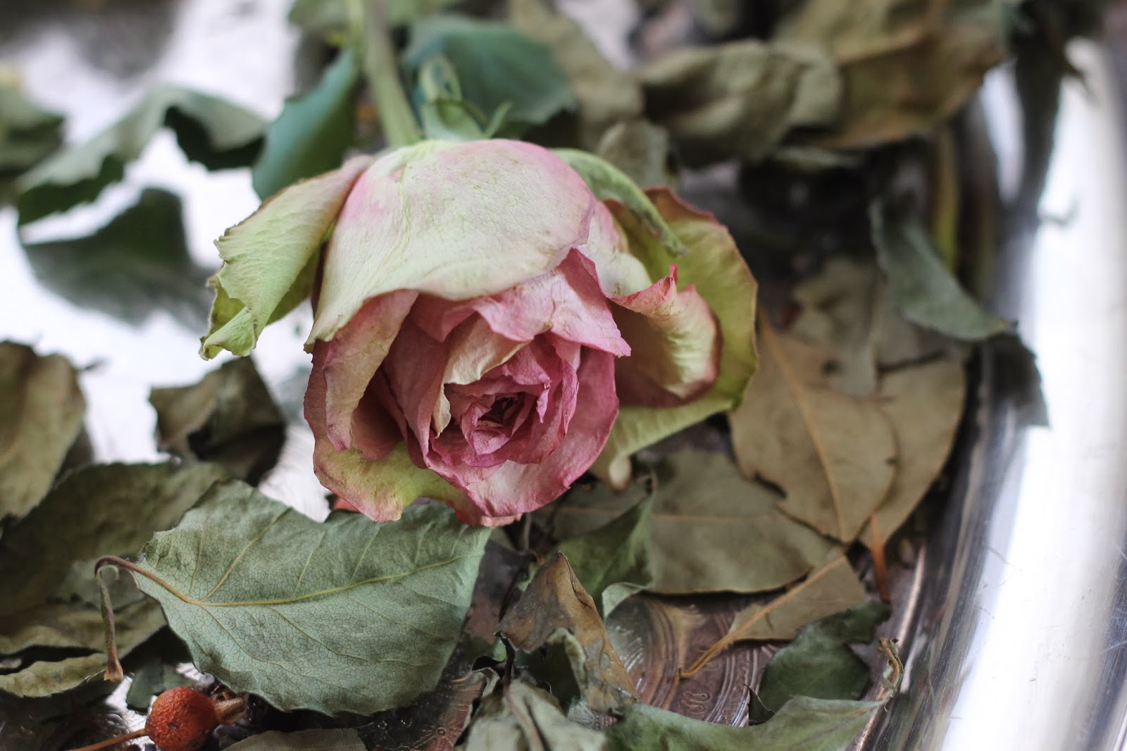 Where Your Treasure Is Rose Potpourri