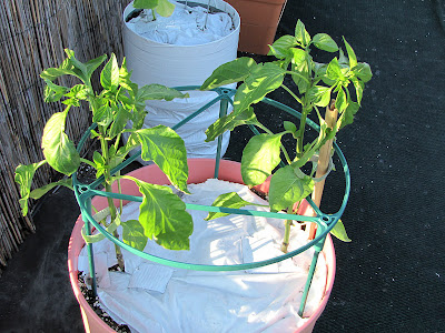 Bucolic Bushwick Rooftop Vegetable Garden Peppers