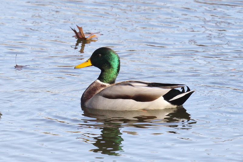 Birding Is Fun!: Mallard - Hardly a Rare Duck