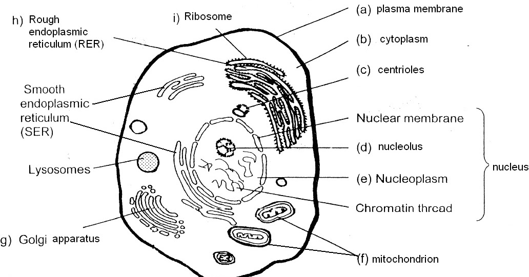 poonchengmoh: Amali Poses Sains Biology Pg 12-13