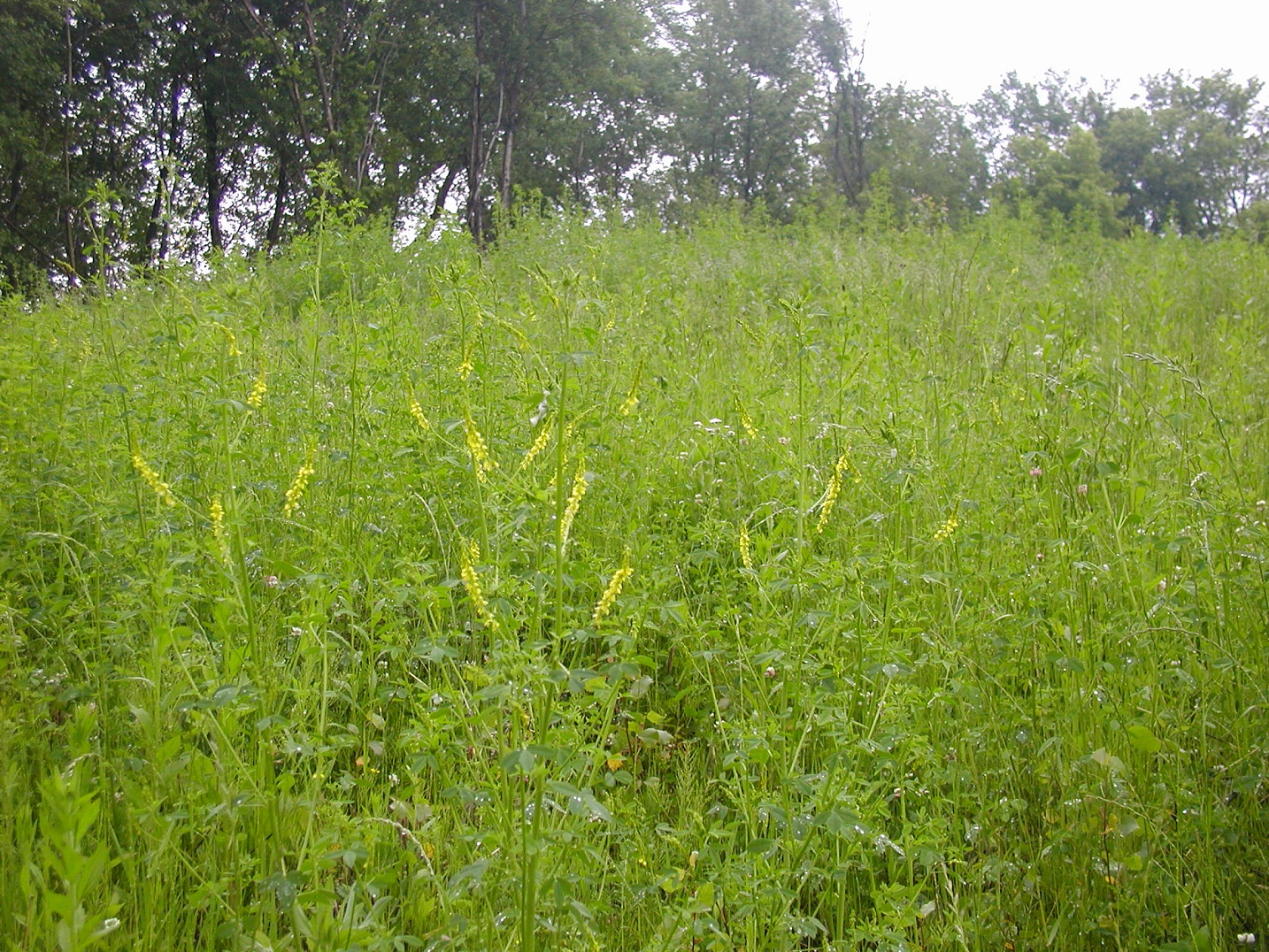 What Should I Be Doing With My Bees This Month? Yellow Sweet Clover