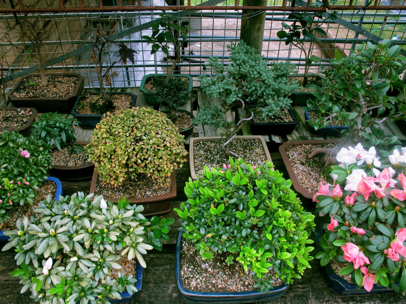 WEST END GURLS BONSAI SHOP, GUILDFORD