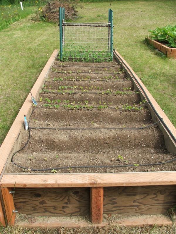 Wasilla Alaska Garden Adventures June 2011