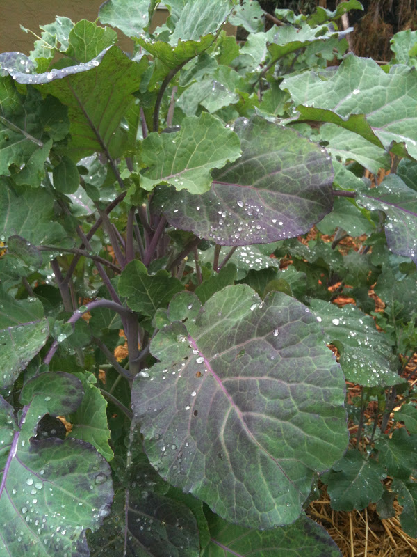 Soul Flower Farm Perennial Greens