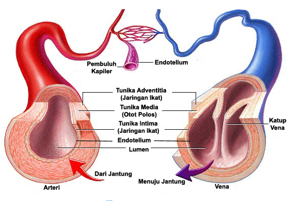 Alat Peredaran Darah Jantung Pembuluh Darah Arteri Vena Kapiler Kantong Ilmu