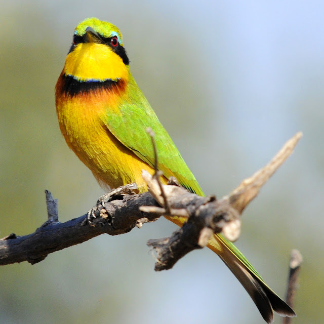 Little bee-eater