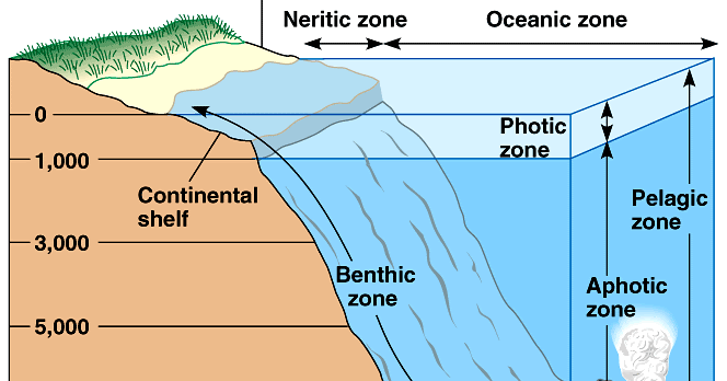 pelagic zone