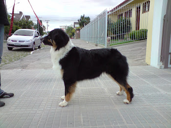 nossos cães rankiados