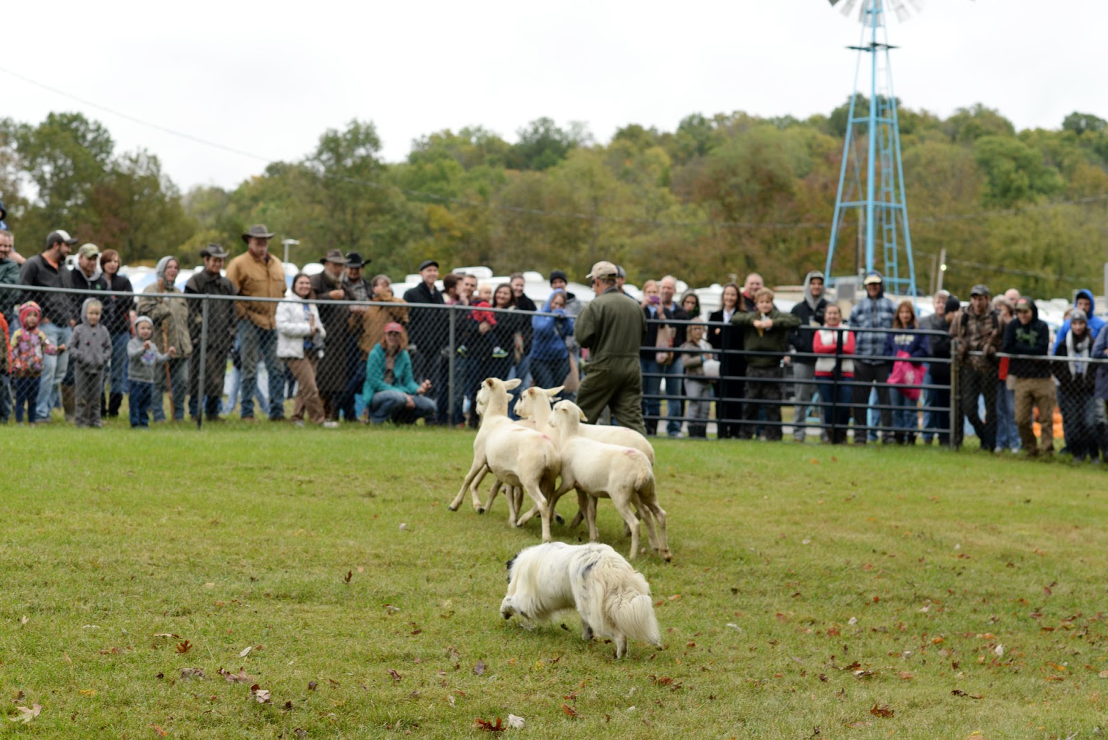 Ky Wool Festival Sheep and Wool Tent Sheep Shearing And Sheep Herding