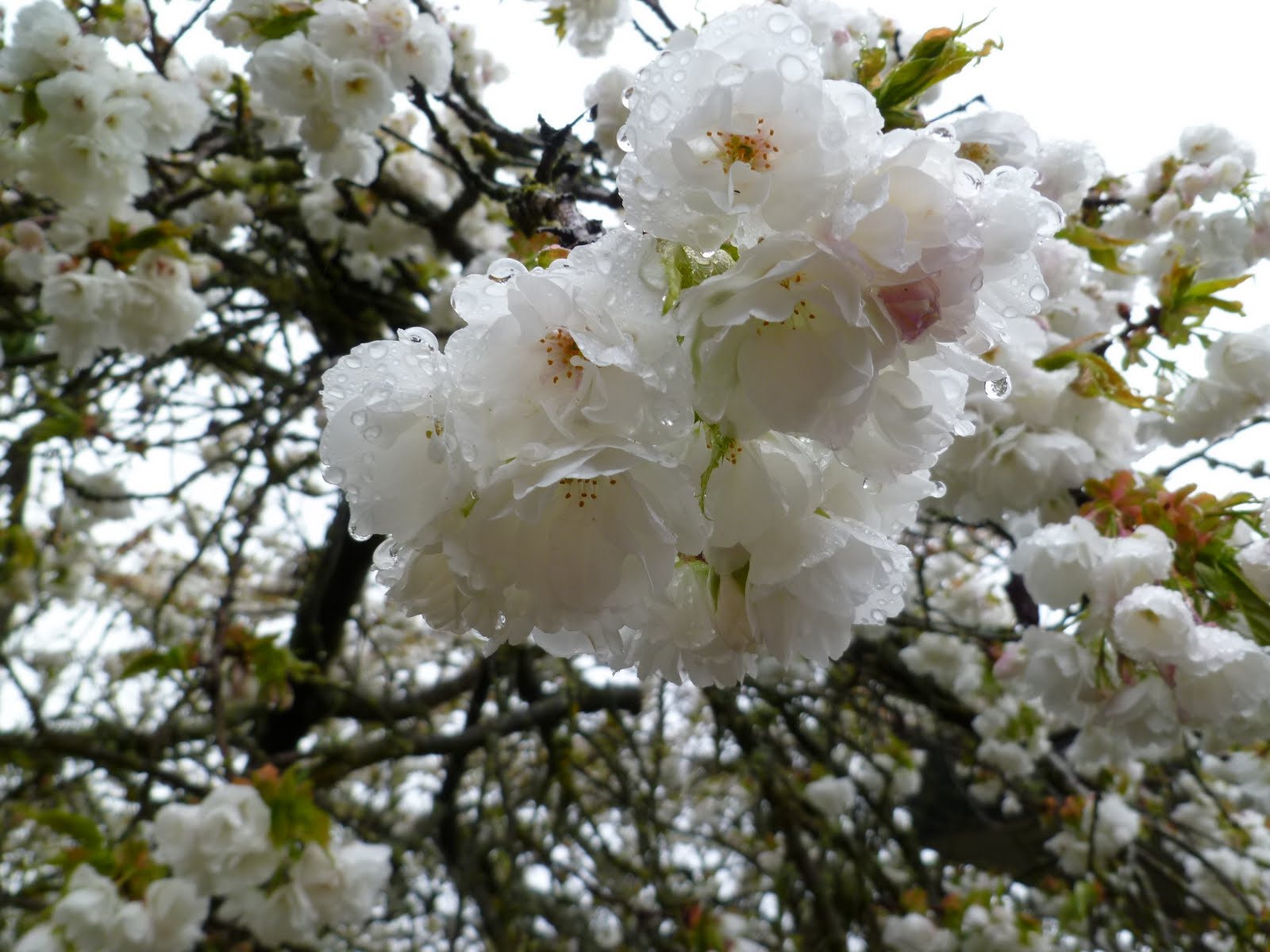 Growing Greener in the Pacific Northwest: White Cherry, Harbinger of Spring