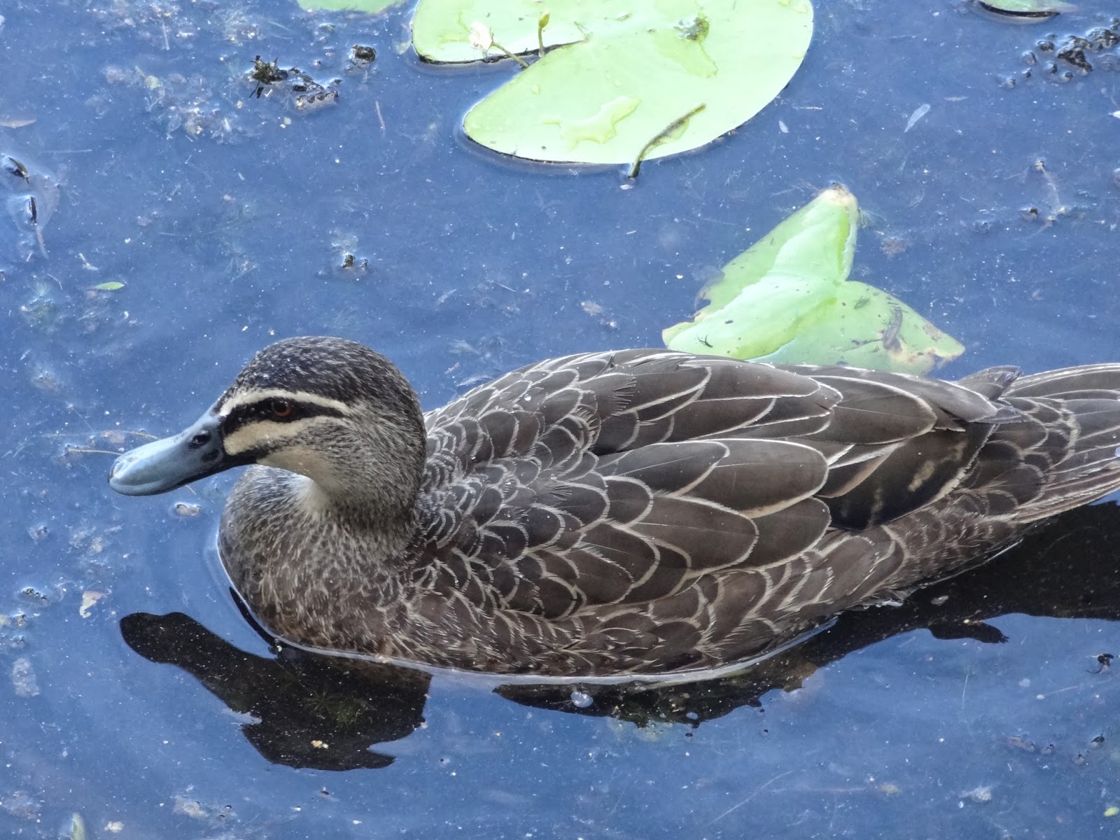 Secret Garden beauty.