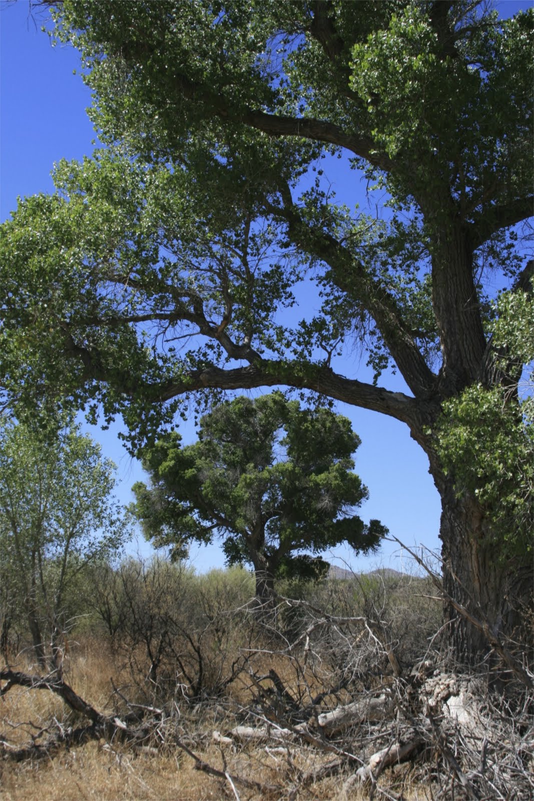 Sonoran Connection The Mighty Cottonwood Tree