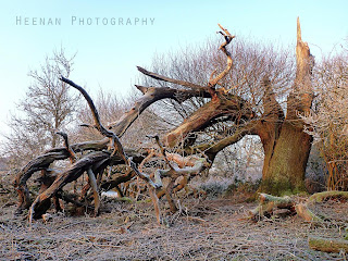 An oak tree torn asunder, and rimed in frost, catches the morning light in Epping Forest in "The Fallen Mighty" by Heenan Photography