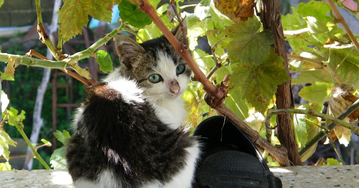 Okuyan Kedi Kasabalı kedi