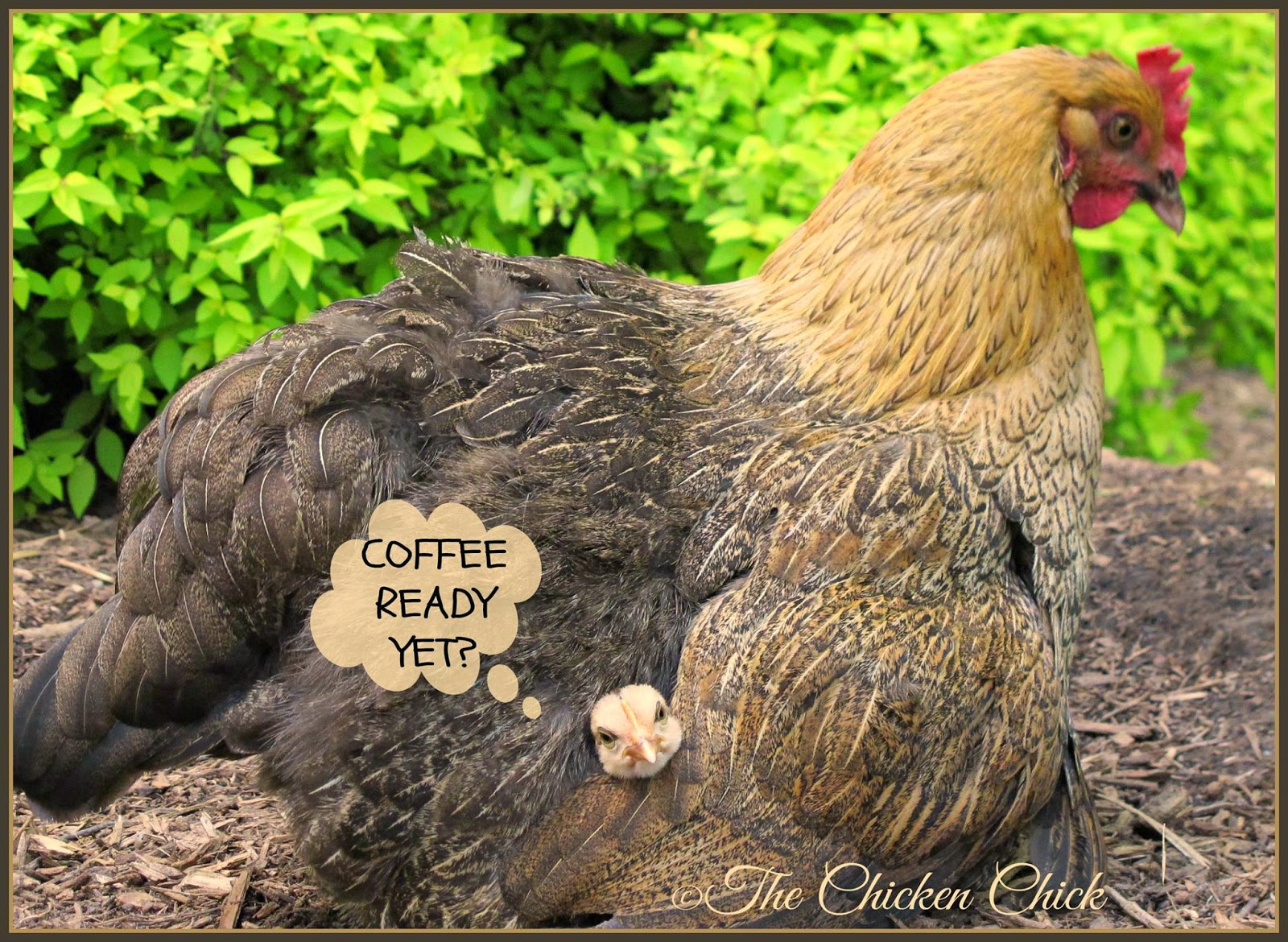 Coffee ready yet? via The Chicken Chick® Coffee ready yet? via The Chicken Chick®