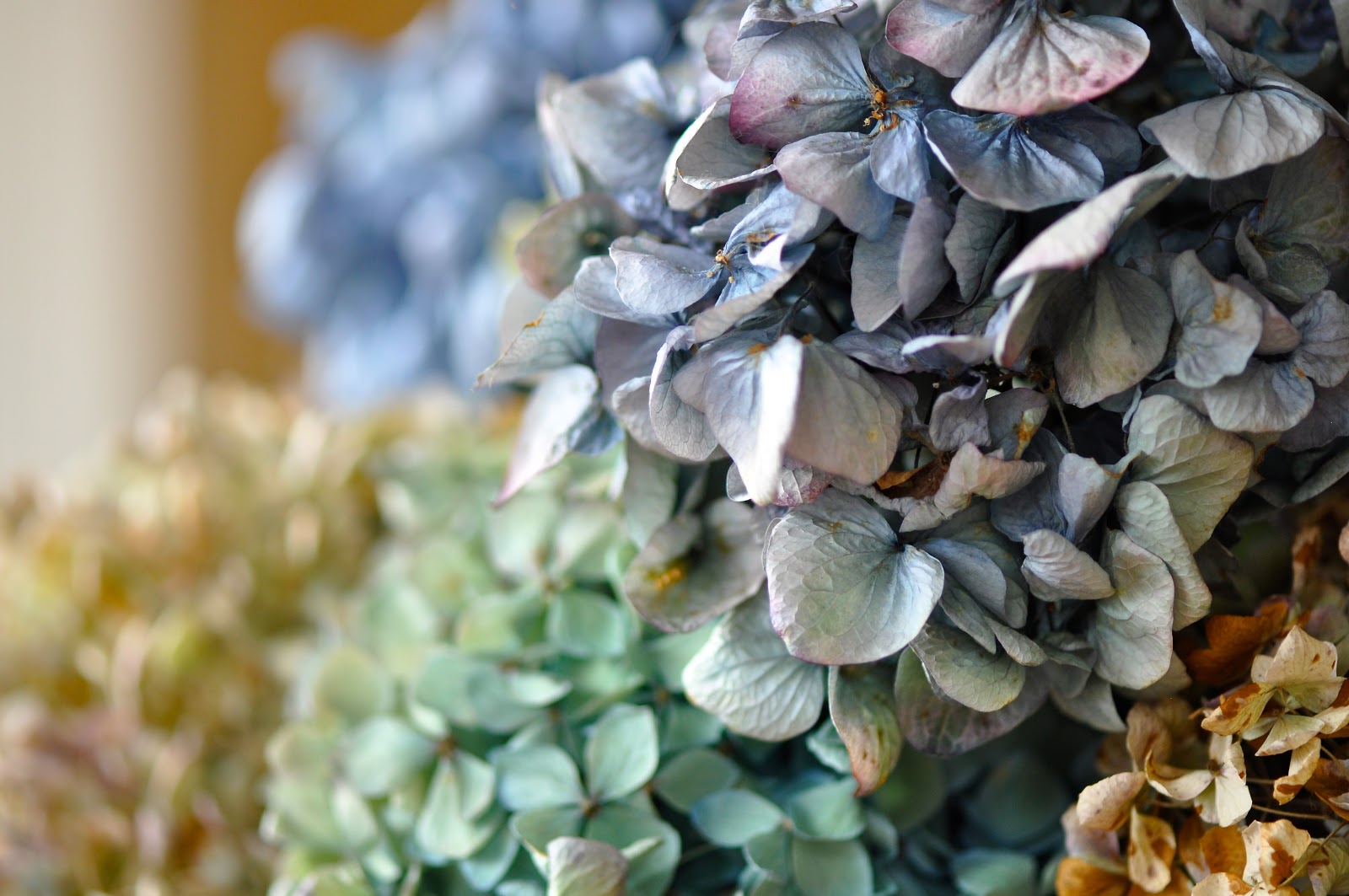 Gardener S Notebook Hydrangea Winter Dieback