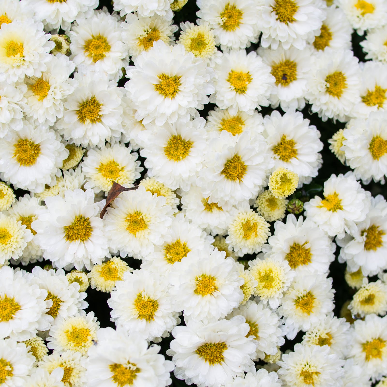 Flowers at the Door