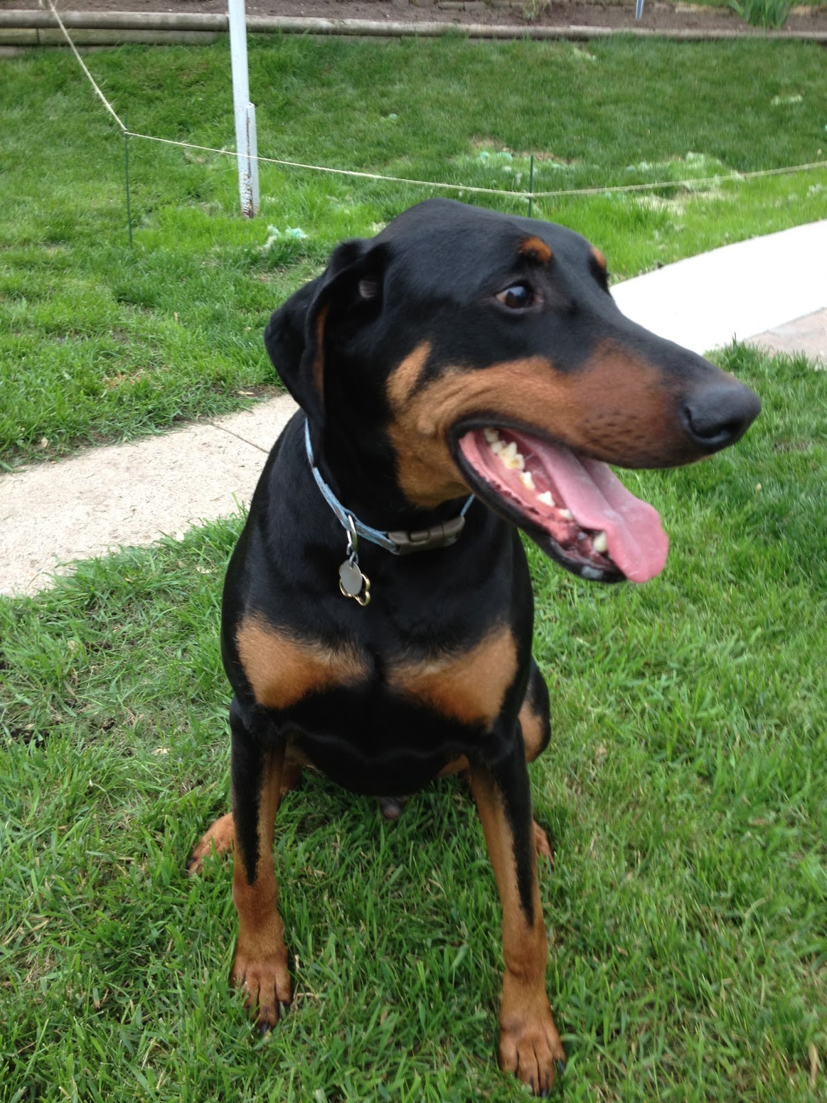  Doberman Rescue Minnesota Dog Rescue